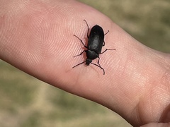 Pseudocistela pinguis