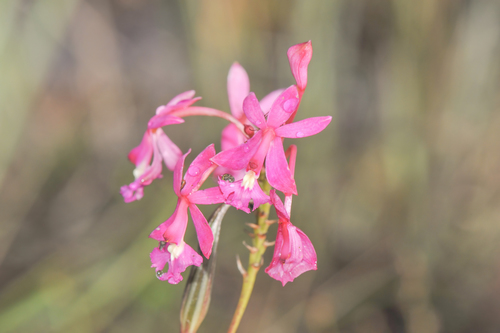 Epidendrum ibaguense, photograph 1