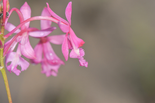 Epidendrum ibaguense, photograph 2