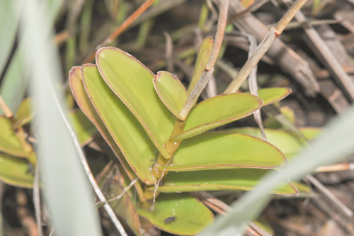 Epidendrum ibaguense, photograph 3