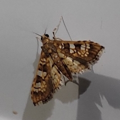 Lepidoptera