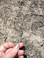 Rigiopappus leptocladus