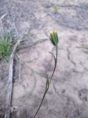 Rigiopappus leptocladus