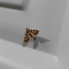 Lepidoptera