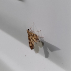 Lepidoptera