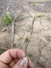 Rigiopappus leptocladus