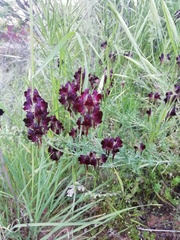 Linaria aeruginea