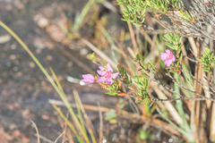 Microlicia benthamiana