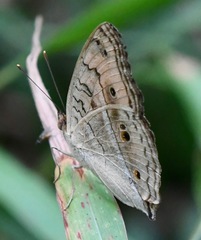 Junonia almana javana