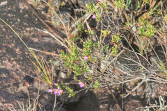 Microlicia benthamiana