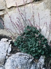 Heuchera elegans