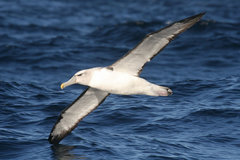 Shy Albatross photo 3