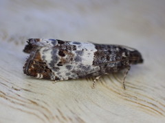 Notocelia trimaculana