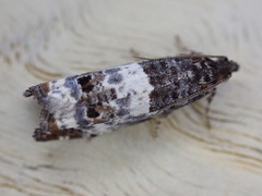 Notocelia trimaculana