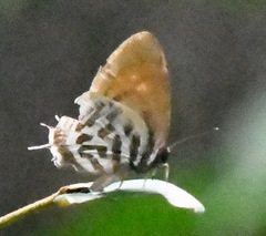 Drupadia ravindra moorei