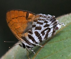 Drupadia ravindra moorei