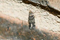 Chionodes formosella