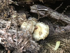 Kuehneromyces