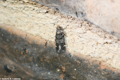 Chionodes formosella