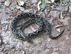 Bothrops