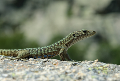 Archaeolacerta bedriagae bedriagae