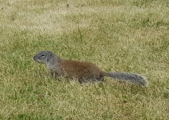 Poliocitellus franklinii