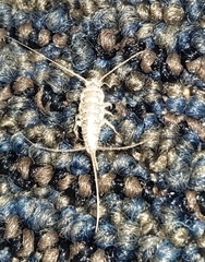 Thermobia domestica