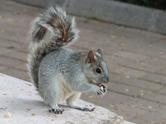 Sciurus aureogaster