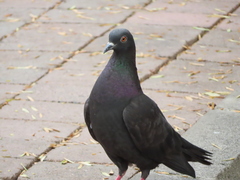 Columba livia domestica
