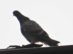 Columba livia domestica