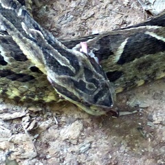 Bothrops