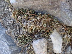 Selaginella watsonii