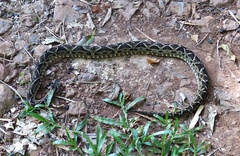 Bothrops