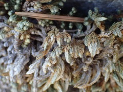 Selaginella watsonii