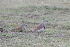 Vanellus melanopterus