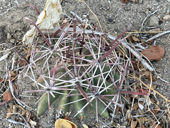 Ferocactus peninsulae
