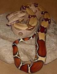 Boa constrictor constrictor