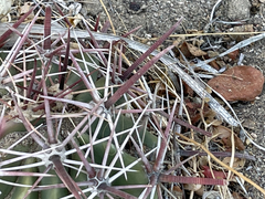 Ferocactus peninsulae