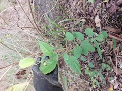 Pleurolobus gangeticus