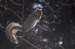 Sciurus carolinensis