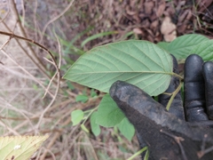 Pleurolobus gangeticus