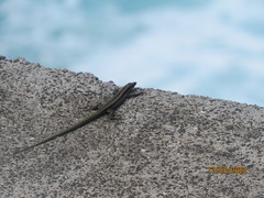 Teira dugesii dugesii