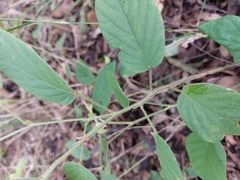Pleurolobus gangeticus