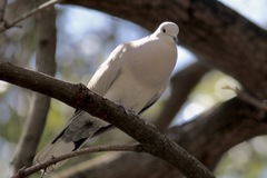 Streptopelia decaocto
