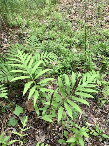 Onoclea sensibilis