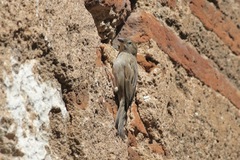 Passer domesticus