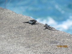 Teira dugesii dugesii
