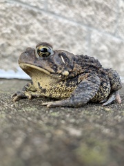 Anaxyrus americanus