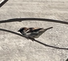 Passer domesticus