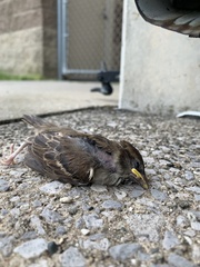 Passer domesticus